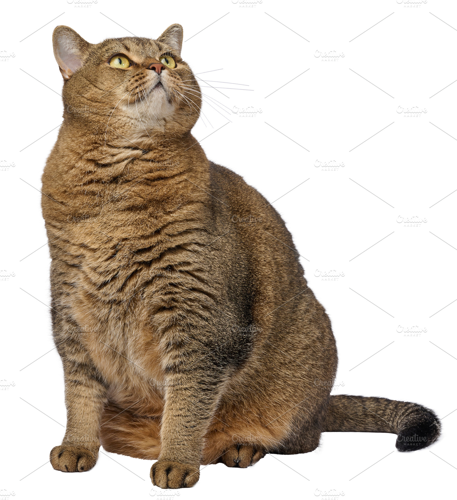 A large, straight-eared, shorthaired, golden tabby cat sitting h, an Animal Photo by ndanko