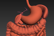 Digestive system. Animated, a Characters & Person 3D Model by konstantin.ermolaev (Thumbnail 7 of 9)