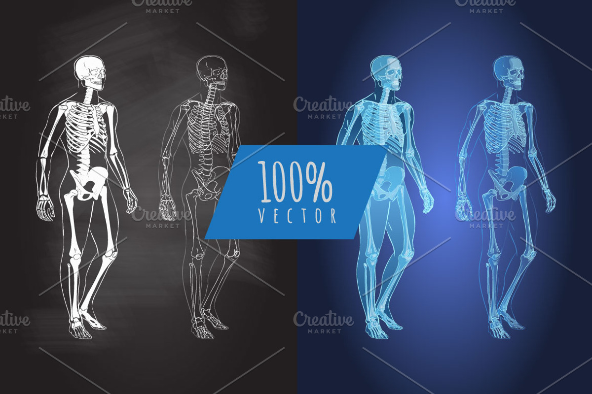 Anatomy Human Body skeleton vector, a Healthcare Illustration by Alltruecolours (Photo 3 of 4)