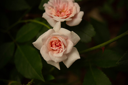 Keep Love - containing small,flora
