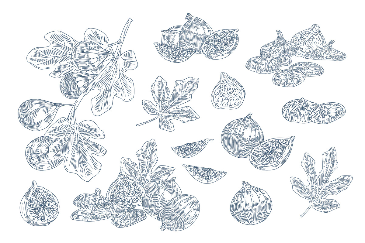 Sweet fig fruit, hand-drawn set, a Food Illustration by Good Studio (Photo 2 of 3)