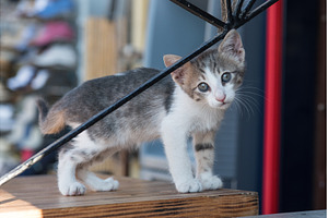 Cute bicolor cat kitten watching, an Animal Photo by COLORFUL