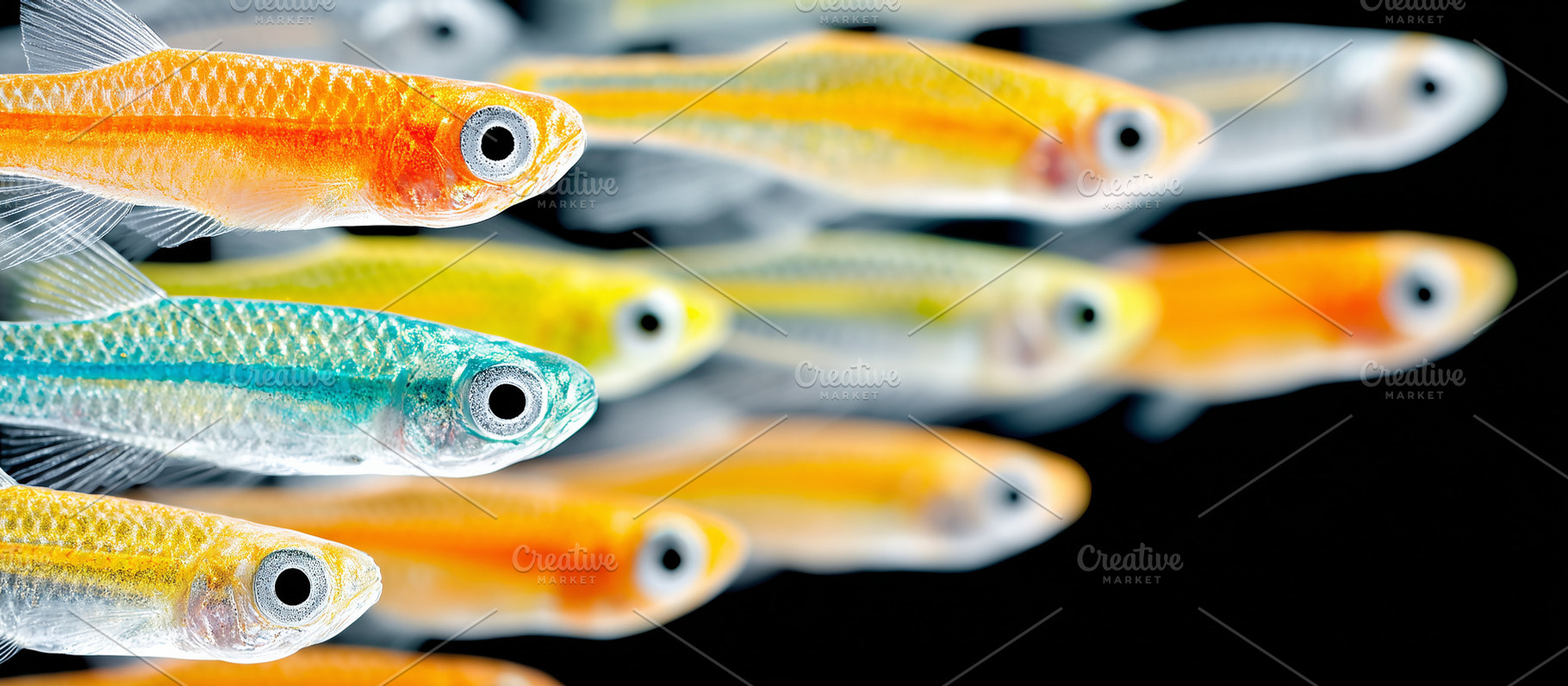 Vibrant, colorful neon fish swimming, an Animal Photo by MistyDay