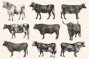 Cattle - Vintage Illustration Set