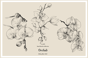 Pencil drawing Orchid flowers