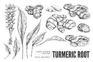Turmeric plant flower and root, an Object Illustration by Sabelskaya