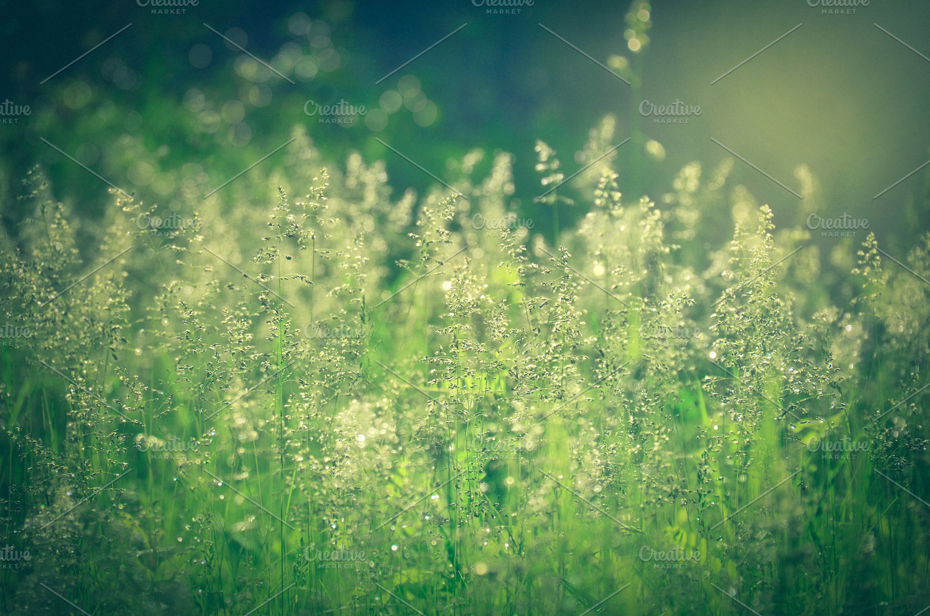 Wild Grasses in the Sunrise, a Nature Photo by Vanilla Extinction