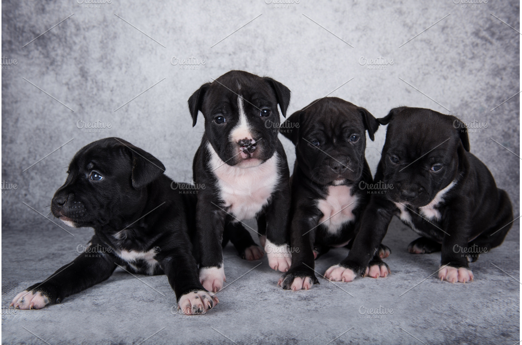 Black and white American, an Animal Photo by COLORFUL