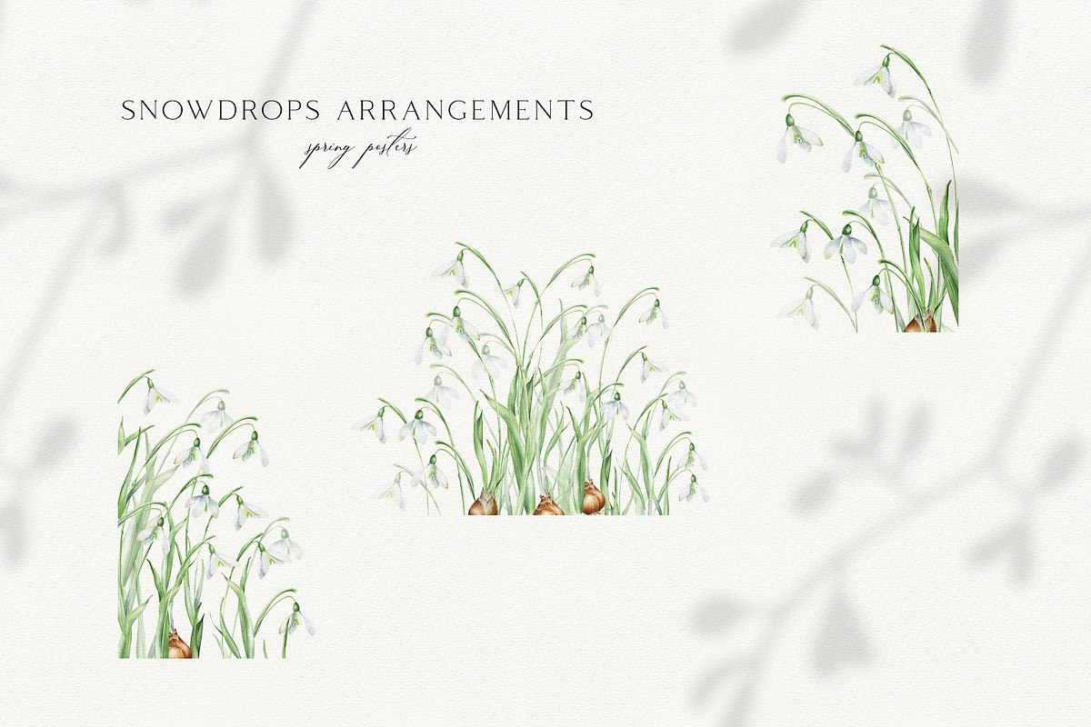 Snowdrops botanical illustration, an Illustration by Olga Koelsch (Photo 3 of 7)