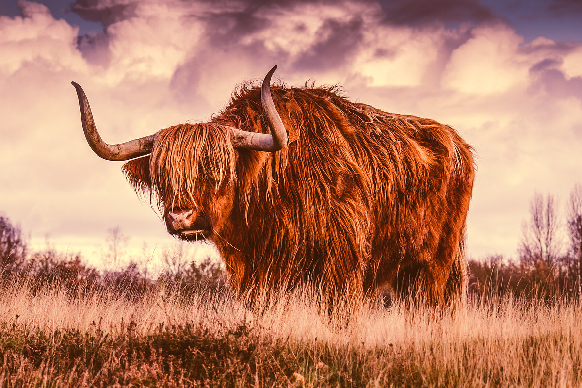 300 Professional Lightroom Presets, an Action Add-On by Madison Colt Studios (Photo 23 of 29)