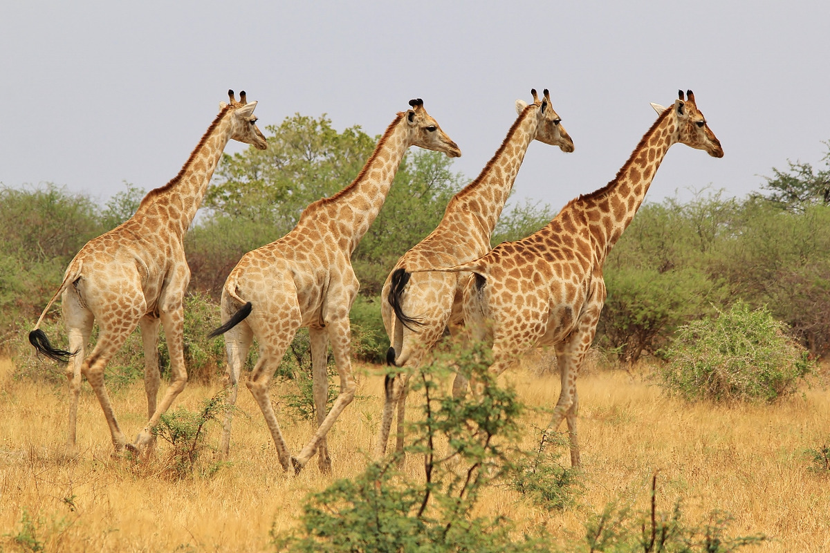 Giraffe Background - Wildlife Beauty, an Animal Photo by Wildlife Wonder (Photo 1 of 2)