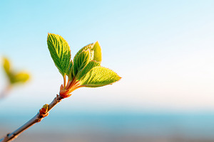 Spring bud on branch, a Nature Photo by AlyaAnd