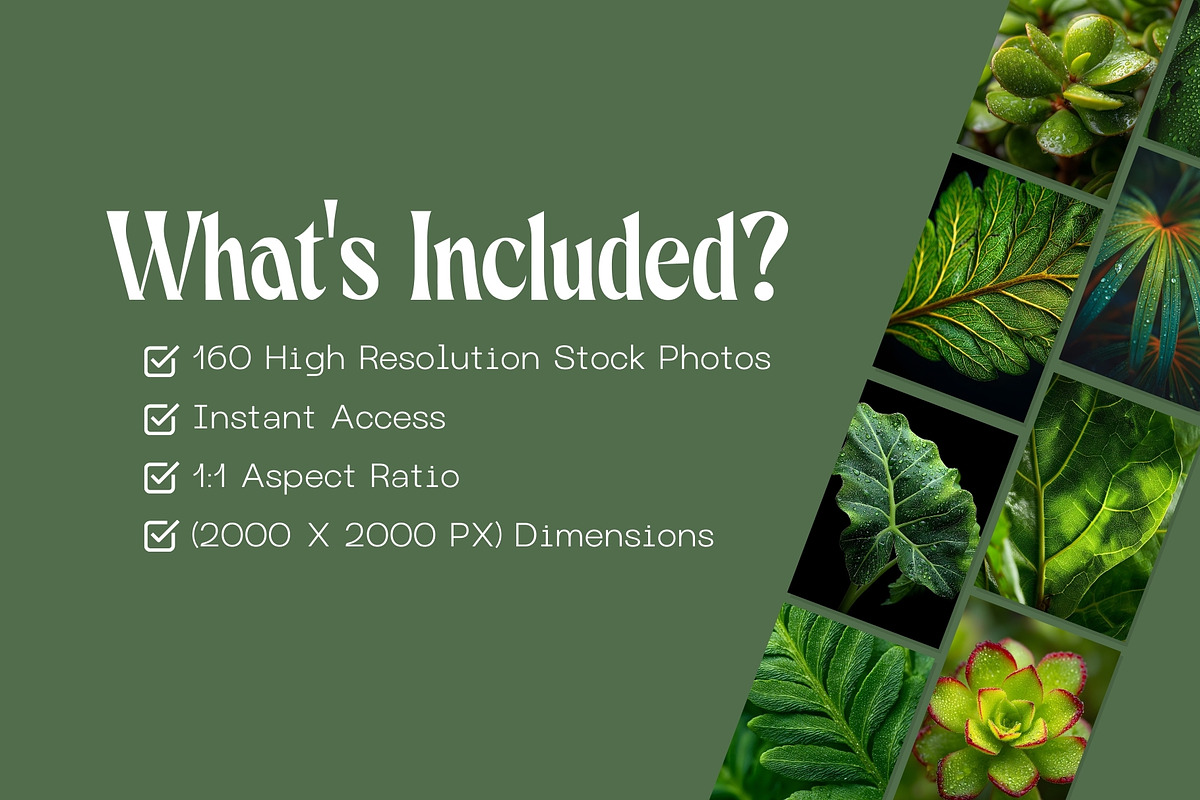 160 Plant Leaves Stock Photos, a Nature Photo by Incomelion (Photo 6 of 15)