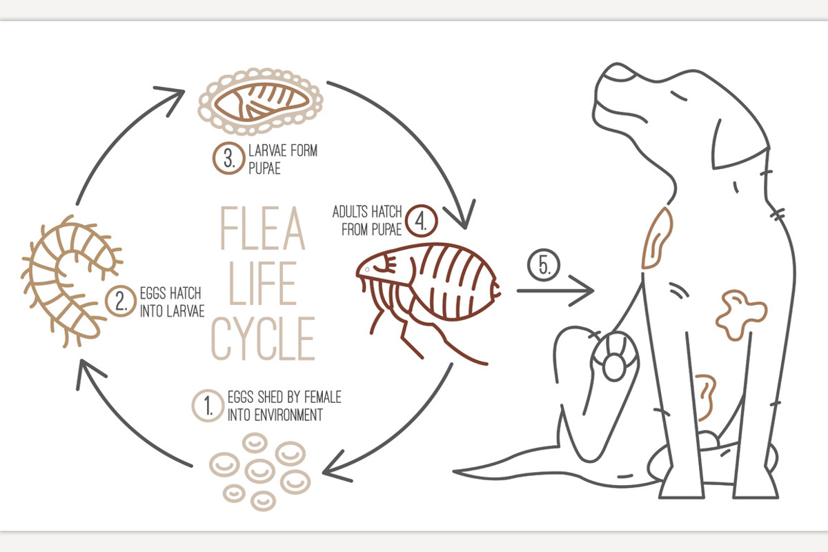 Flea life cycle. Four stages., an Animal Illustration by Anna's Shop