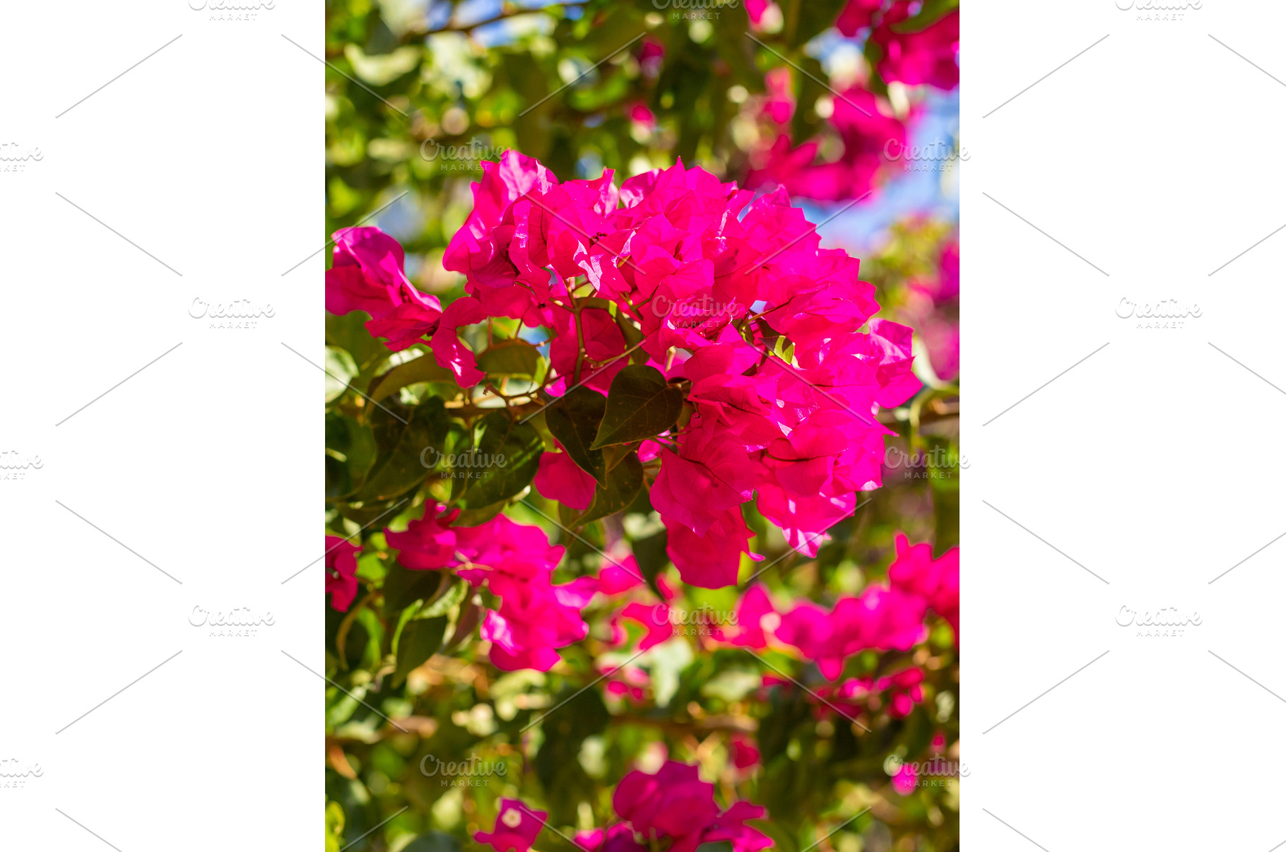 Bougainvillea flowers bloom, a Nature Photo by yanadjana