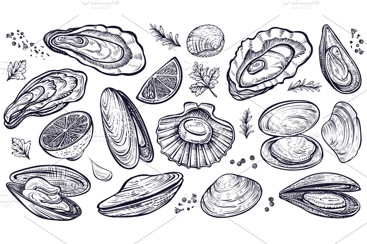 Vector sketch of Shellfish & Oysters, an Object Graphic by Aquatinta (Photo 2 of 11)