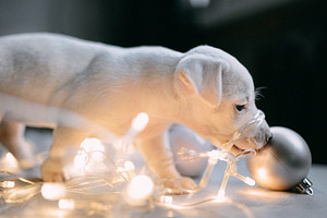 Christmas puppy