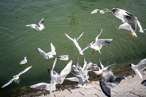 Seagulls flying at lakeshore as they feed in water during daytime, a Photo by andreonegin market