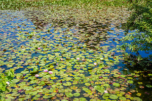 Water lilies in a peaceful pond in Shirakawa-go, Japan, a Nature Photo by GoodGoods