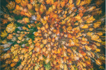 Autumn forest from above, a Nature Photo by Nature and travel