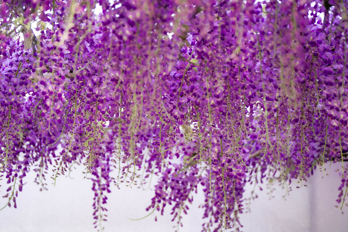 Purple Wisteria Flower Photo Bundle, a Nature Photo by Silent Nature (Photo 3 of 6)