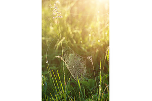Plants with web, a Nature Photo by Nature and travel