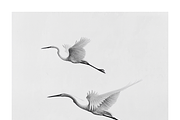 Gret Collection · Egrets in Flight, an Animal Illustration by milatovar (Thumbnail 12 of 17)