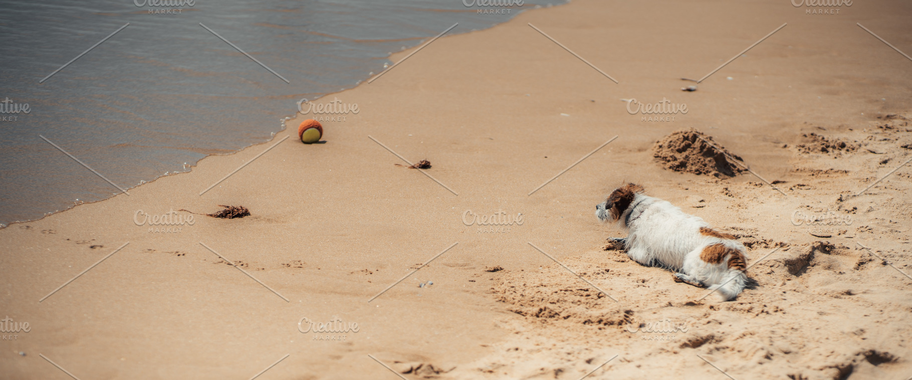 Dog Resting Near Beach Ball, an Animal Photo by SkyNext