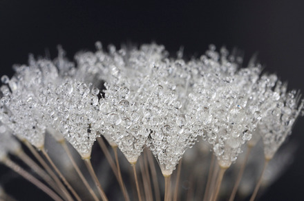 Dew Droplets Containing Water Droplets Morning Dew And Dandelion preview 6