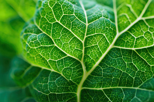 Closeup photo of green leave, a Background Photo by AlyaAnd