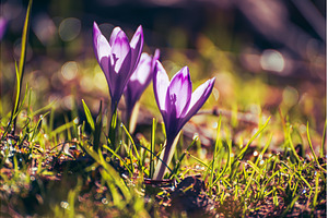 Spring crocus flowers in the green