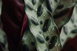 Calathea Lancifolia Rattlesnake, a Nature Photo by Virgo Studio