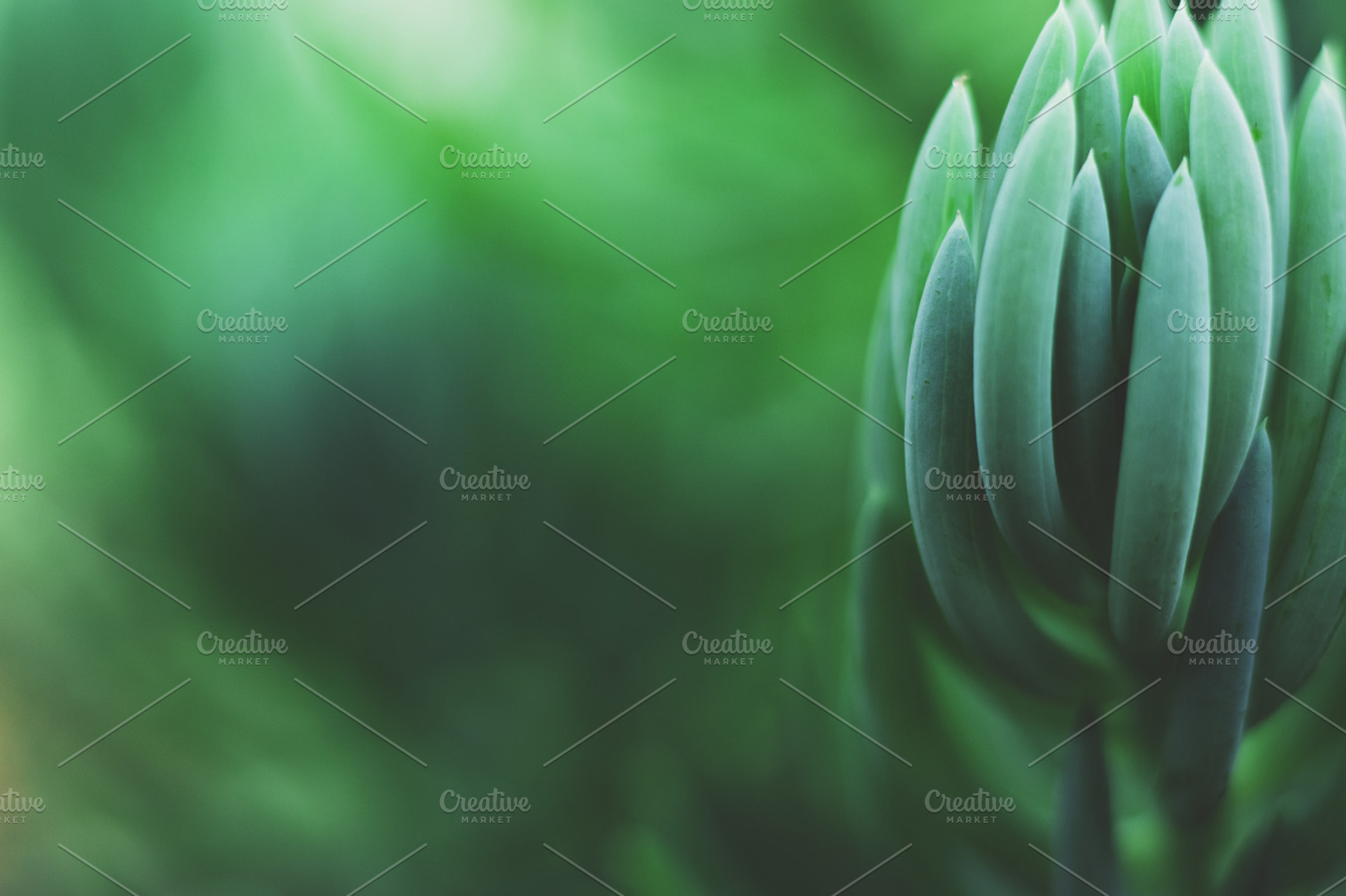 Dreamy Succulent Closeup Photo, a Nature Photo by René Jordaan Photography