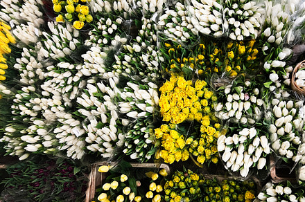 Bouquets of vibrant yellow and white tulips on display at a flower market, a Photo by AS photostudio