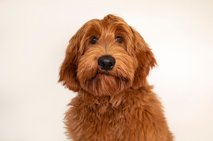 Cobberdog Labradoodle on champagne background, an Animal Photo by Cat'chy Images by Nynke