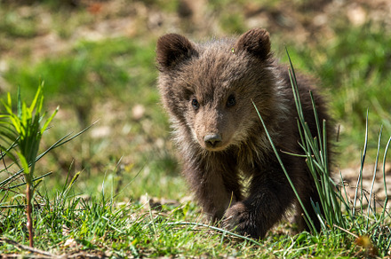 Small brown bear walking through grass covered field in forest, an Animal Photo by Byrdyak