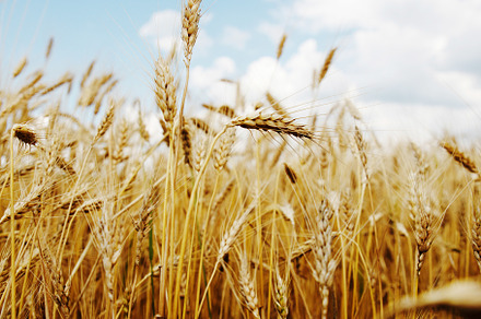 Wheat field over blue sky, a Nature Photo by Ales Munt