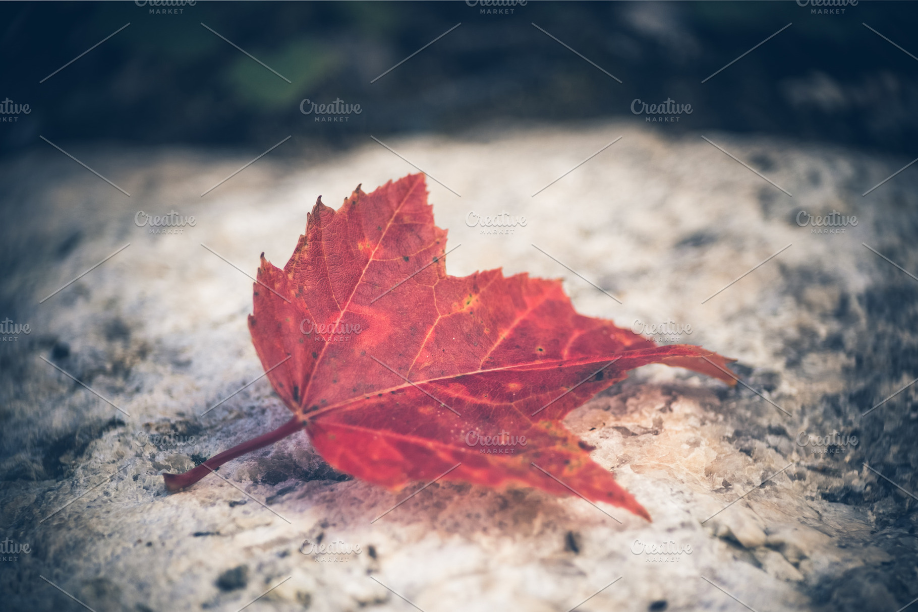 Fallen Maple Leaf on Rock, a Nature Photo by ClubhouseArts