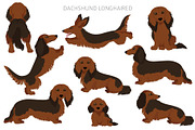 Dachshund longhaired clipart, an Animal Illustration by pet design shop (Thumbnail 8 of 10)