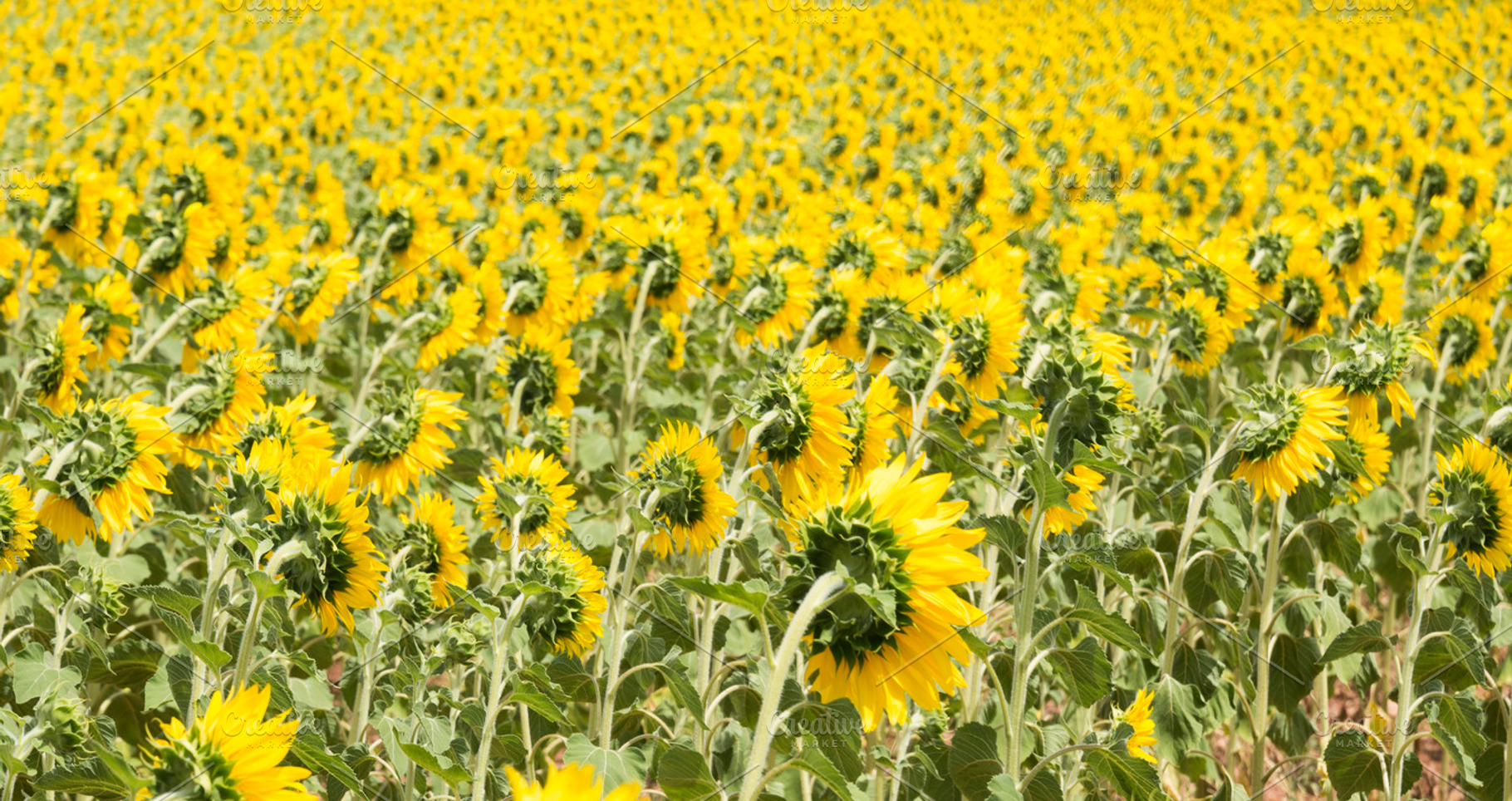 Field of sunflowers in spain stock photo containing background and backgrounds, a Nature Photo by harodominguez