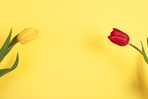 Minimalist composition of red and yellow tulips with green leave, a Holiday Photo by Ales Munt