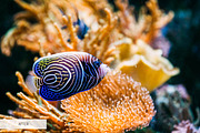 Underwater Photography Presets, a Plug-in Add-On by FixThePhoto (Thumbnail 15 of 32)