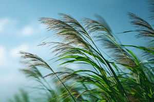 Grass swaying under blue sky, a Photo by Beautiful things