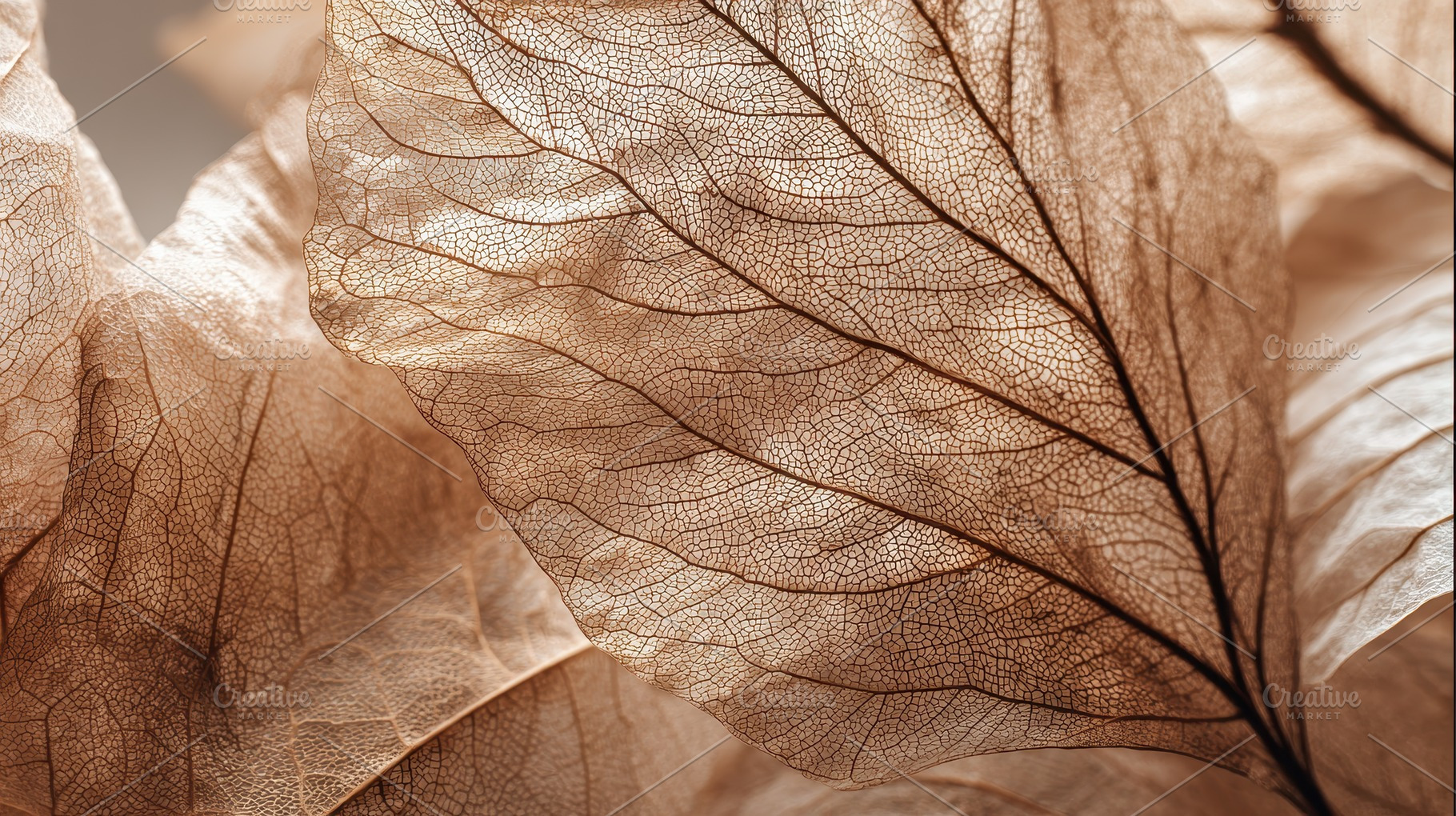 Flower petals and transparent leaves, a Photo by Pavel_design