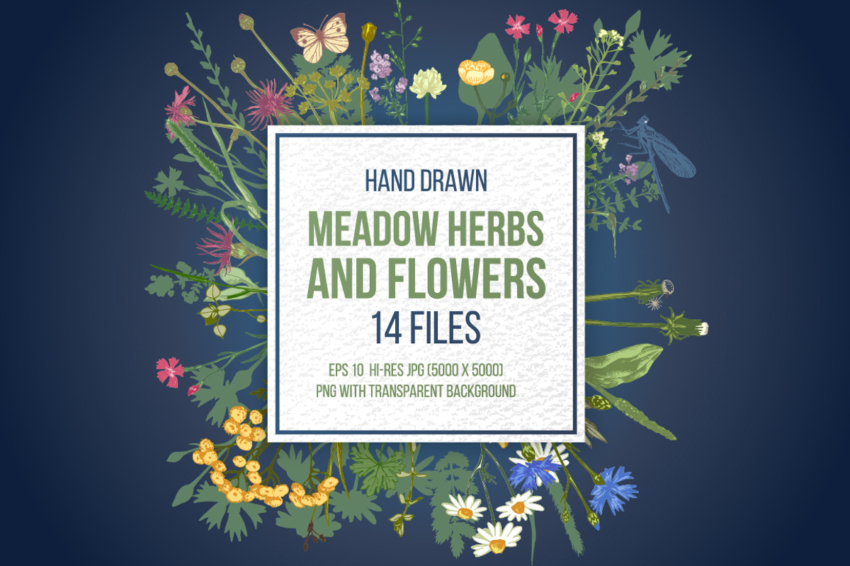 Meadow herbs and flowers, a Decorative Illustration by handsketched (Photo 1 of 7)