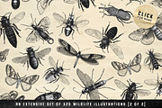 The Vintage Graphics Design Pack, a Decorative Illustration by Century Library (Thumbnail 9 of 14)