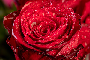 a group of red rose flowers for making bouquets for a gift, a Photo by rsoollAI