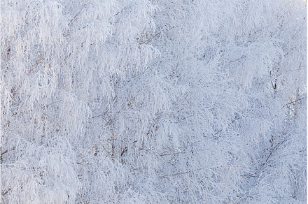 Branches of trees covered with frost, an Abstract Photo by Lukas Jonaitis SHOP