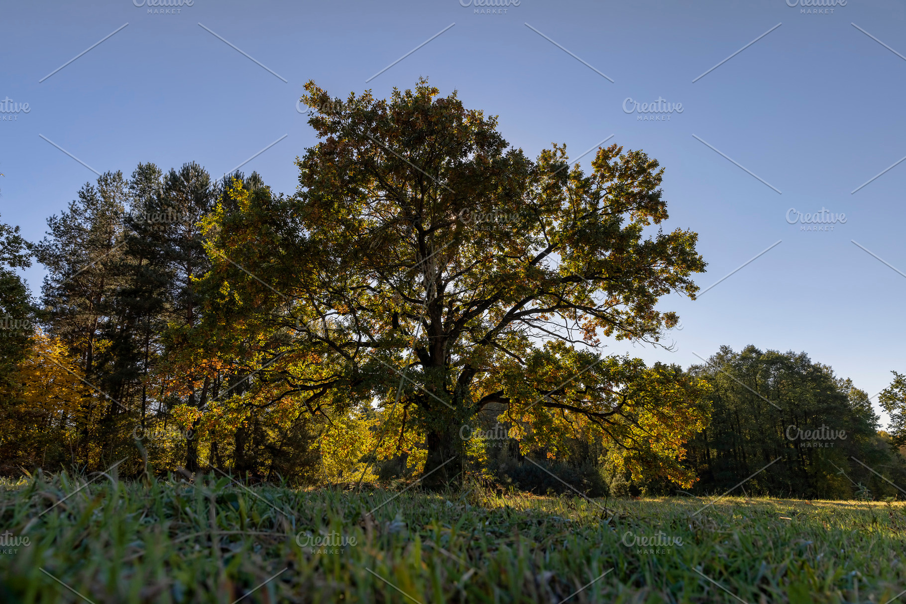 a beautiful oak with orange-green foliage during the autumn leaf fall in sunny, a Photo by rsoollAI