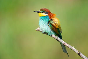 Colourful birds - European bee-eater